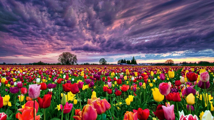 Fields of Flowers, Taman Seindah Lukisan