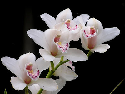 orkid putih