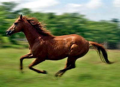 fotos de Caballo: Caballo corriendo 