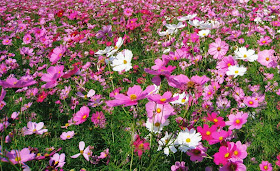 cosmos field