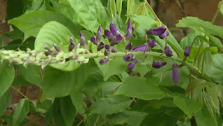 Wisteria