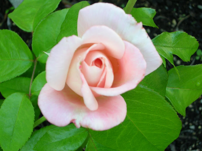 roses