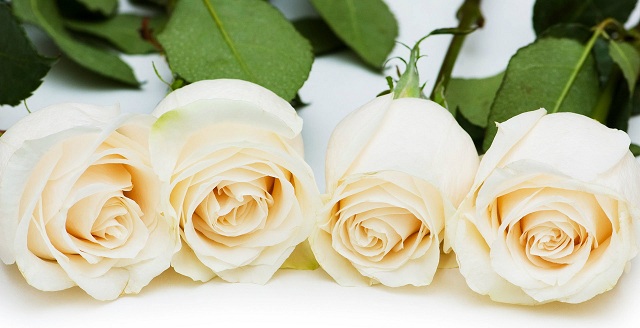 hoa hồng trắng (bạch)