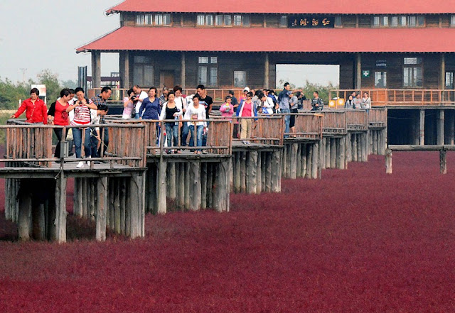 panjin red beach 55 من أجمل شواطئ العالم ’’ الشاطئ الأحمر ’’ في مدينة بانجين بالصين