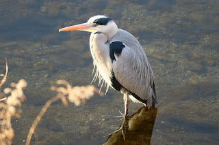 Ardea cinerea