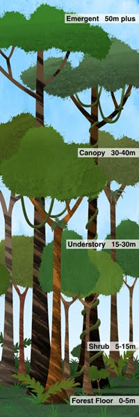 layers of rainforest. Layer Of The Rainforest.