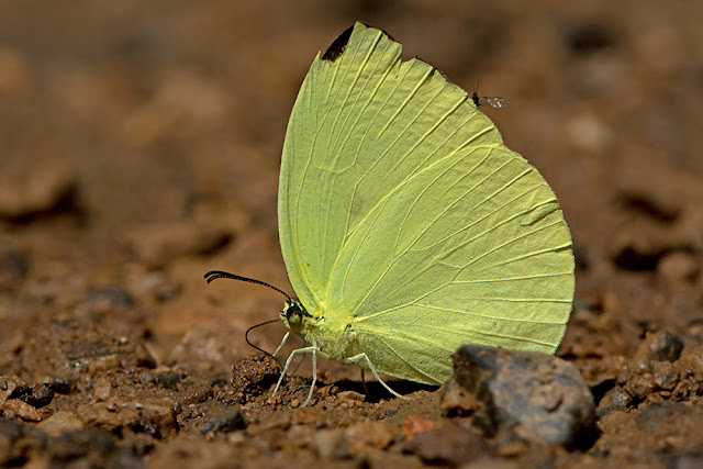 Gandaca harina the Tree Yellow butterfly