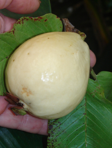 Nutrients and Minerals in Guava