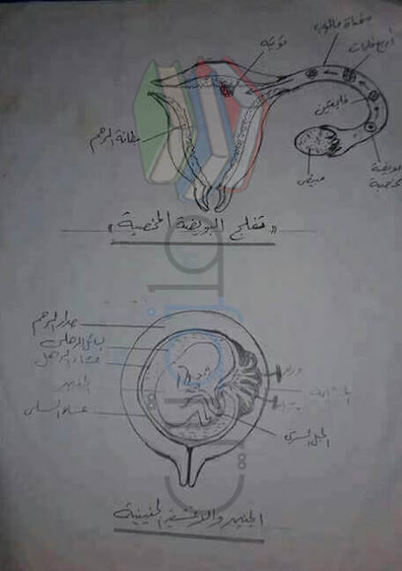 رسومات الاحياء للصف الثالث الثانوى 2017