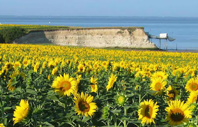 Sunflowers on the Gironde Estuary