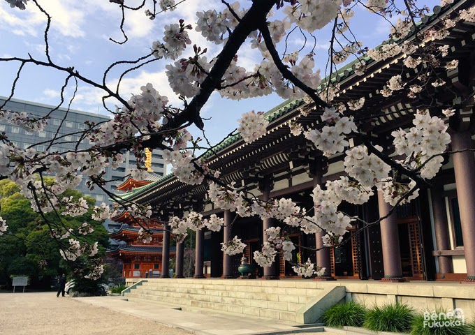 Cherry tree "sakura" at Tôchô-ji temple, Fukuoka