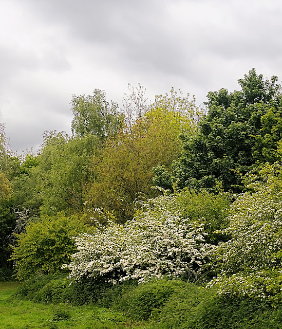 Hawthorn bush flowering among different trees and bushes all of different shades of green