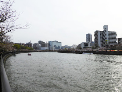 桜之宮公園の桜並木（お花見ウォーキング）