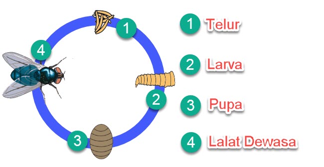 Contoh Daur  Hidup  Beberapa Hewan  Mikirbae