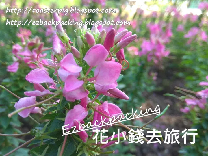 醉蝶花香港