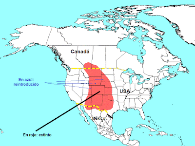 endangered Mammals USA