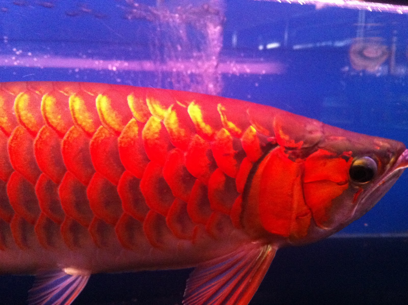 blood red arowana for sale MY RED AROWANA