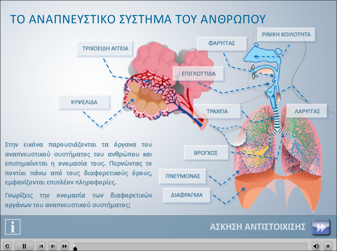 http://photodentro.edu.gr/photodentro/respiratory_system_pidx0031199/respiratory_system.swf