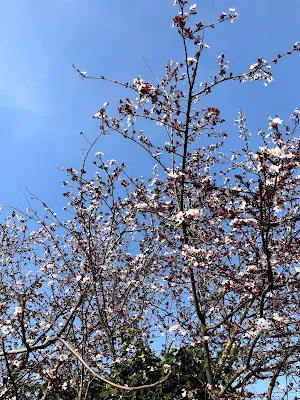 イタリアの桜