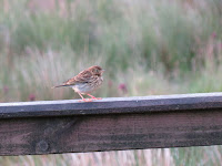 Meadow Pipit