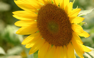 Beautiful Sunflower Widescreen HD Wallpaper 6
