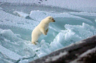 27+north-pole-polar-bear.jpg (320×212)