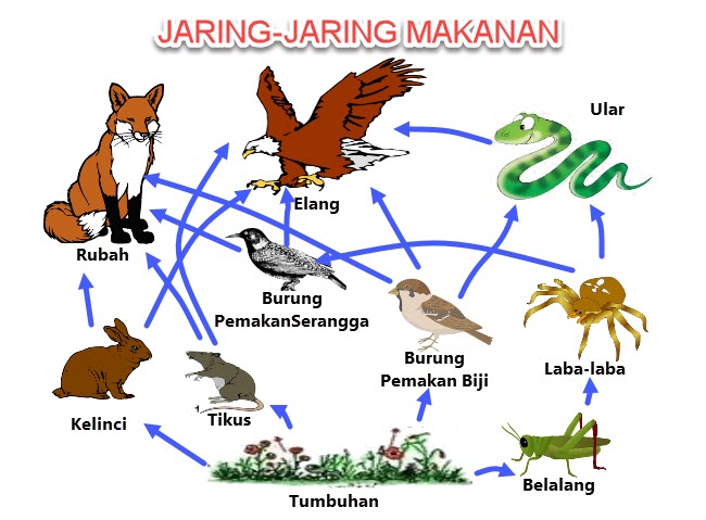 Membuat Jaring Jaring Makanan  dalam Ekosistem Mikirbae