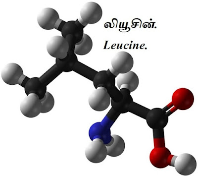 Leucine