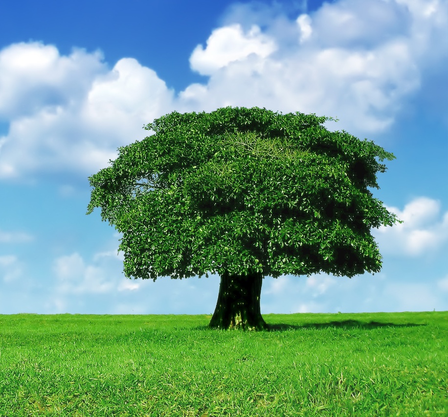  Pohon yang Hidup Ribuan Tahun