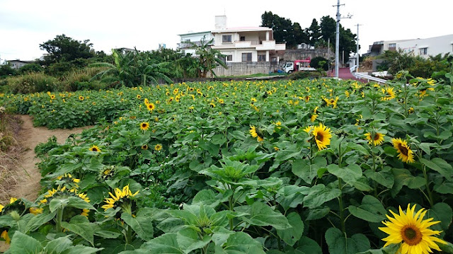 北中城村荻道のひまわり畑の写真