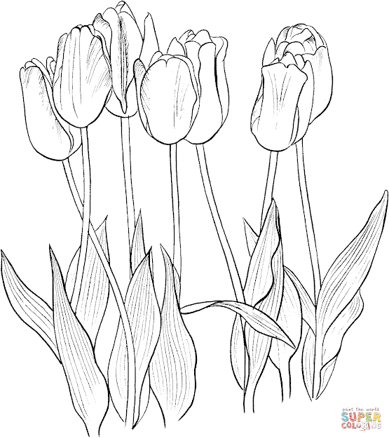 Click The Seven Tulips Coloring Pages To View Printable Version Or Color It  Online Patible With Ipad And Android Tablets