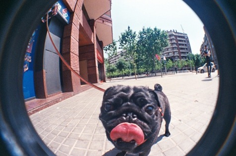 the boss in fisheye, por robter