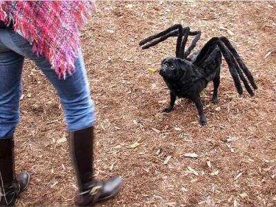 funny pictures of dogs in costumes. Spider and Little Miss Muffet?