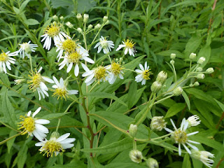 Aster à ombelles - Doellingeria umbellata - Aster umbellatus