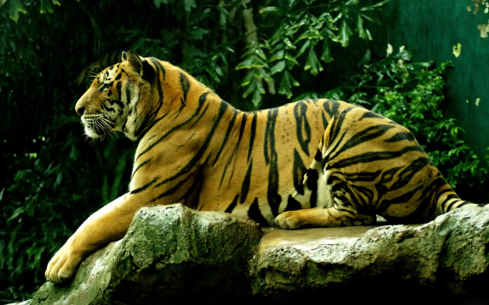 Free Tiger Desktop Backgrounds