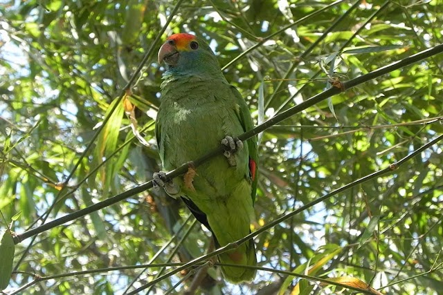 Estado de conservação e esforços para proteção do papagaio-chauá na Mata Atlântica