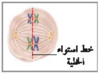 الطور الاستوائي