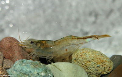 Australian glass shrimp - Paratya australiensis