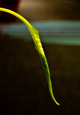 Hanging Leaf in my Office, Adobe Noida