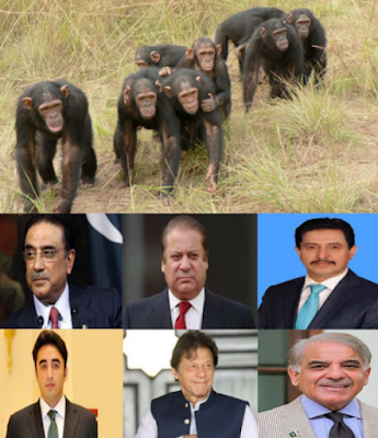 Chimpanzee and politician