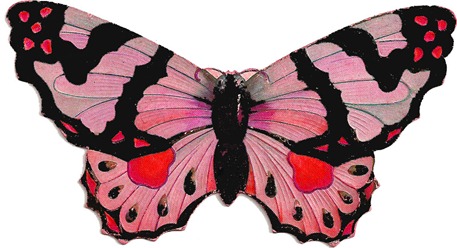 butterflypink