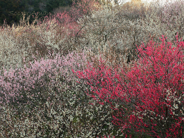 Prunus mume