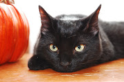 Why You Can't Adopt Black Cats on Halloween