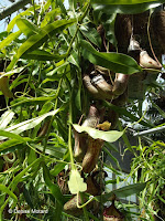 Pitcher plant, carnivorous - Auckland Domain Conservatory, Auckland, New Zealand