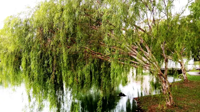 HMD Nokia 3.1, Mobile Photography, Weeping Willows 02