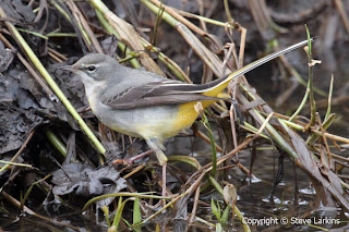 Grey Wagtail