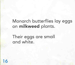 sample page #1 from  MONARCH BUTTERFLY  (Welcome Books: Animals of the World)  by Edana Eckart