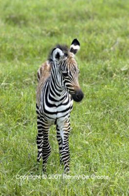funny baby zebra picsphoto
