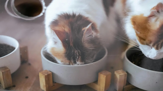 Cat Eating Tuna