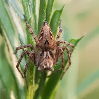 Araña Lince